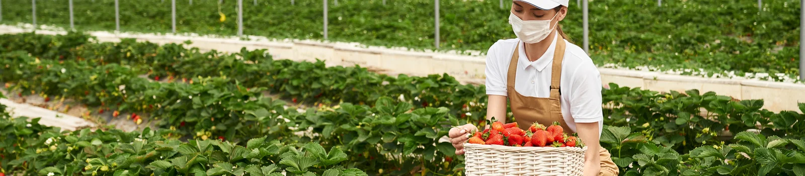 Sera içinde çilekleri ile ilgilenen fidanlık görevlisi